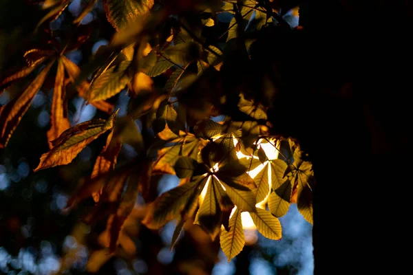 Падение Осенние Ветви Парке Ретиро Городе Мадриде Листьями Деревьев Осеннего — стоковое фото