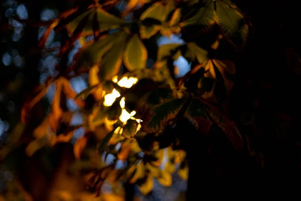 Sturz Herbstliche Zweige Retiro Park Der Stadt Madrid Mit Den — Stockfoto