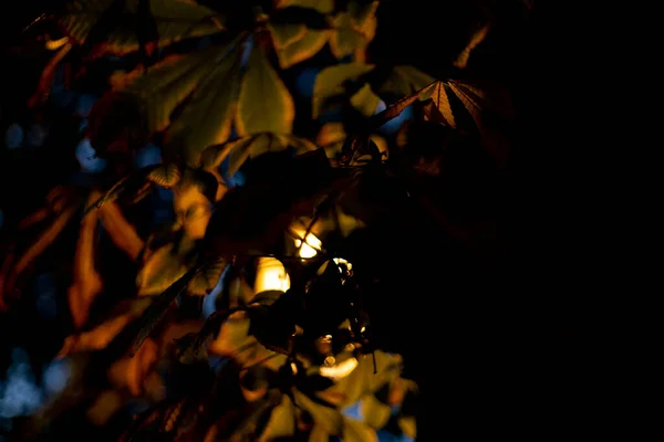 Падение Осенние Ветви Парке Ретиро Городе Мадриде Листьями Деревьев Осеннего — стоковое фото