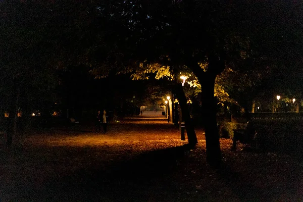 마드리드 레티로 공원의 가지들은 가을에 가로등 불빛으로 나무의 스페인 에서요 — 스톡 사진