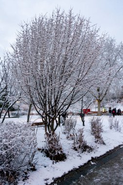 Snow. Obihiro. China. Wind. Street. Winter. Cold. Record. White cloak. Storm. Alps. Forest. Storm. February. 2025. USA. United States. Arctic blast. Ripley. Pennsylvania. Lake-Effect Snow.