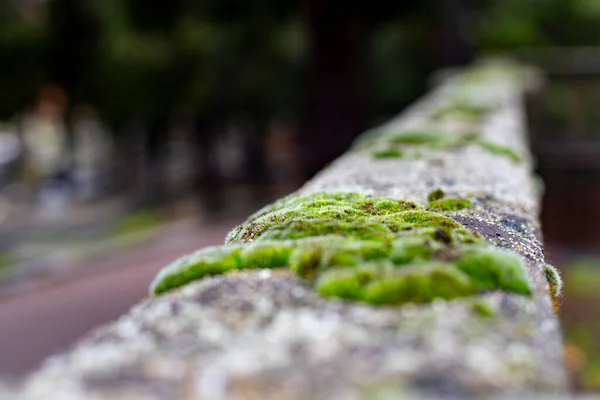 Yosun Soğuk Yağmurlu Bir Günde Taş Bir Duvarda Yeşil Yosun — Stok fotoğraf