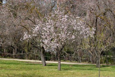 Quinta de los Molinos. Çiçek. Bahar. Madrid parkı, İspanya 'da Madrid sokaklarında badem ve kiraz ağaçlarının çiçek açtığı zaman. İlkbahar 2023.
