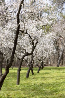 Quinta de los Molinos. Çiçek. Bahar. Madrid parkı, İspanya 'da Madrid sokaklarında badem ve kiraz ağaçlarının çiçek açtığı zaman. İlkbahar 2023.