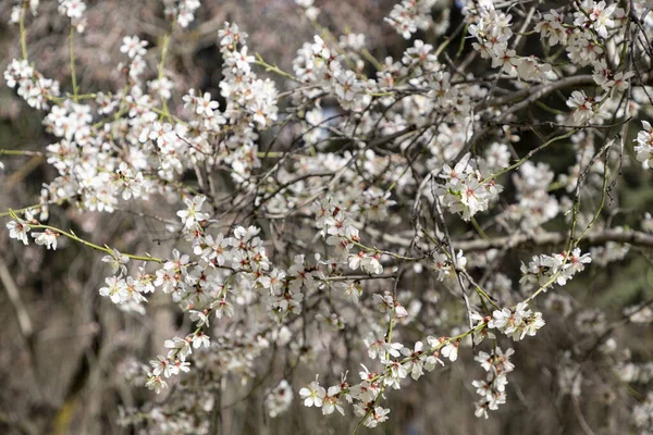 Quinta de los Molinos. Flower. Spring. Community of Madrid park at the time of the flowering of almond and cherry trees in the streets of Madrid, in Spain. Spring 2023.