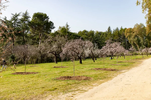 Quinta de los Molinos. Flower. Spring. Community of Madrid park at the time of the flowering of almond and cherry trees in the streets of Madrid, in Spain. Spring 2023.