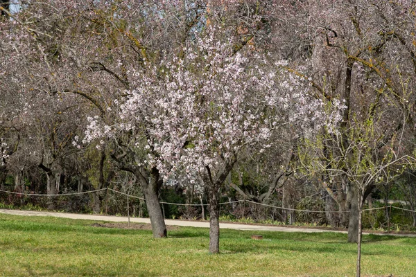 stock image Quinta de los Molinos. Flower. Spring. Community of Madrid park at the time of the flowering of almond and cherry trees in the streets of Madrid, in Spain. Spring 2023.