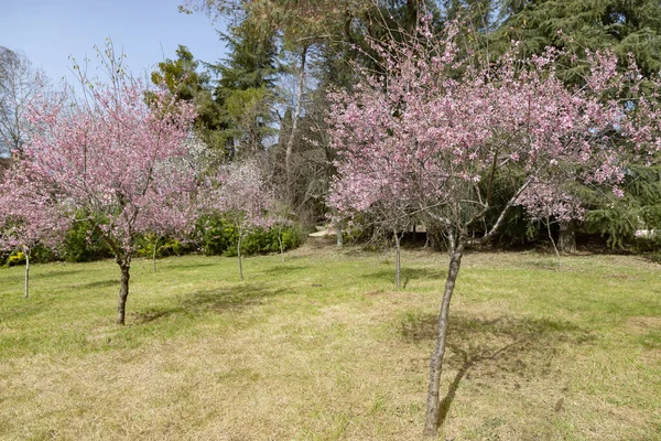 stock image Quinta de los Molinos. Flower. Spring. Community of Madrid park at the time of the flowering of almond and cherry trees in the streets of Madrid, in Spain. Spring 2023.