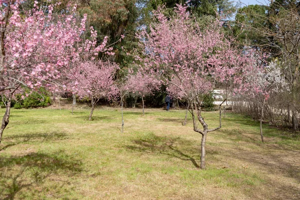 德洛斯 莫利诺斯花 马德里社区公园在西班牙马德里街道上盛开杏树和樱桃树的时候 2023年春 — 图库照片