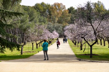 Quinta de los Molinos. Çiçek. Bahar. Madrid parkı, İspanya 'da Madrid sokaklarında badem ve kiraz ağaçlarının çiçek açtığı zaman. 2023 ilkbaharında. Maddy İspanya 'ya. 22 Şubat 2023