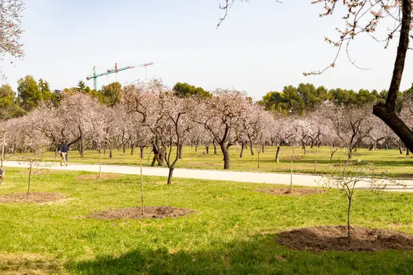 Quinta de los Molinos. Çiçek. Bahar. Madrid parkı, İspanya 'da Madrid sokaklarında badem ve kiraz ağaçlarının çiçek açtığı zaman. 2023 ilkbaharında. Maddy İspanya 'ya. 22 Şubat 2023