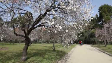 Quinta de los Molinos. Flower. Spring. Community of Madrid park at the time of the flowering of almond and cherry trees in the streets of Madrid, in Spain. Spring 2023.