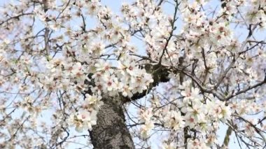 Quinta de los Molinos. Flower. Spring. Community of Madrid park at the time of the flowering of almond and cherry trees in the streets of Madrid, in Spain. Spring 2023.