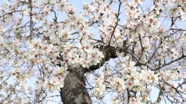 Quinta de los Molinos. Flower. Spring. Community of Madrid park at the time of the flowering of almond and cherry trees in the streets of Madrid, in Spain. Spring 2023.