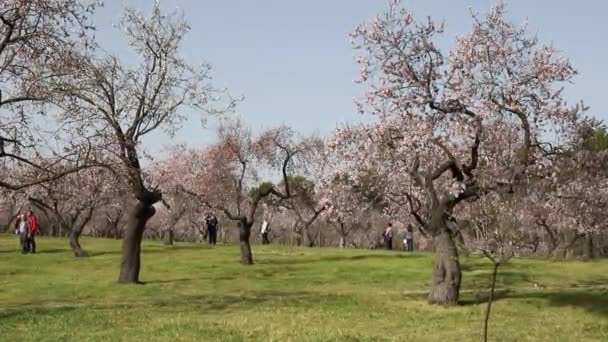 Quinta Los Molinos Flower Spring Community Madrid Park Time Flowering — Stok video