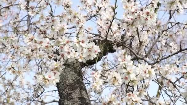 Quinta Los Molinos Flower Spring Community Madrid Park Time Flowering — Wideo stockowe