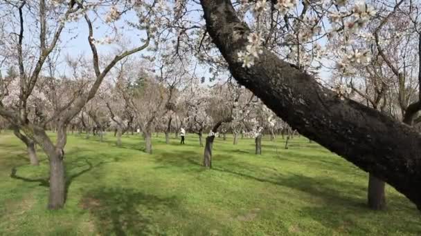 Quinta Los Molinos Flor Primavera Parque Comunidad Madrid Momento Floración — Vídeo de stock