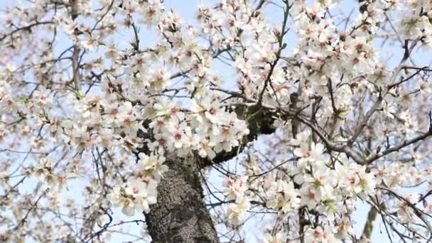 Quinta Los Molinos Flower Spring Community Madrid Park Time Flowering — Stock Video