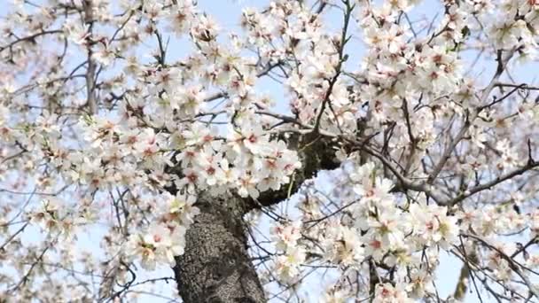 Quinta Los Molinos Flower Spring Community Madrid Park Time Flowering — Vídeos de Stock