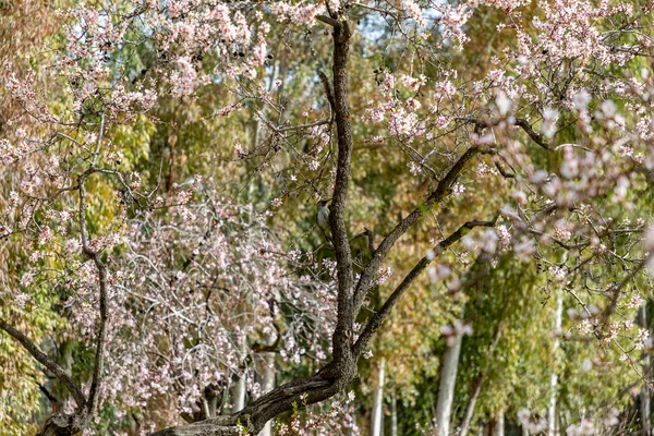 Ibériai Harkály Picus Sharpei Quinta Los Molinos Ban Virágot Tavasz — Stock Fotó