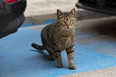 Kedi. Madrid caddesinde park halindeki arabaların arasından geçen sokak kedisi. İspanya 'da. Kedi kameraya bakıyor. Fotoğraf:.