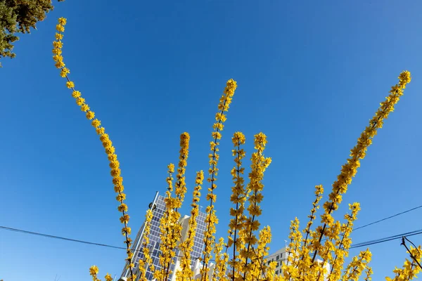 Рослини Квіти Рослини Міського Саду Мадриді Іспанія Початок Весни Весняна — стокове фото