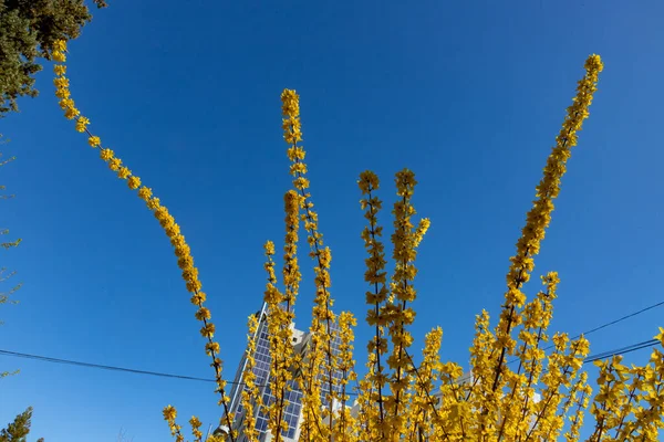 Рослини Квіти Рослини Міського Саду Мадриді Іспанія Початок Весни Весняна — стокове фото