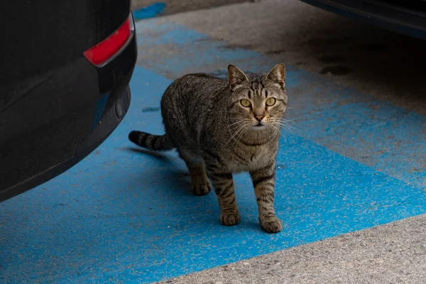 マドリードの通りで駐車中の車の間を猫が通ります スペインで 猫がカメラを見ている — ストック写真