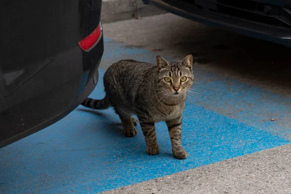 マドリードの通りで駐車中の車の間を猫が通ります スペインで 猫がカメラを見ている — ストック写真