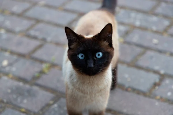 マドリードの通りを猫が歩いているところを通ります 動物の仲間だ 青い目と黒い手足を持つ猫 とても従順なペット 猫の写真 — ストック写真