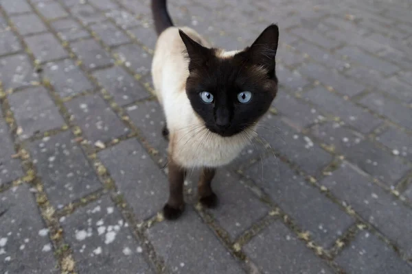 Cat Gato Callejero Caminando Por Las Calles Madrid Compañero Animales —  Fotos de Stock