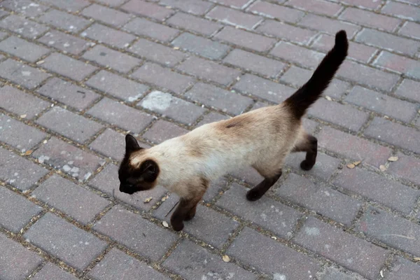 マドリードの通りを猫が歩いているところを通ります 動物の仲間だ 青い目と黒い手足を持つ猫 とても従順なペット 猫の写真 — ストック写真