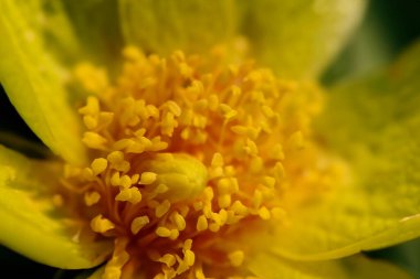 Makro fotoğrafçılık. Makro fotoğrafçılık yüksek büyütme. Çiçek ve küçük çiçeğin makro fotoğrafı.