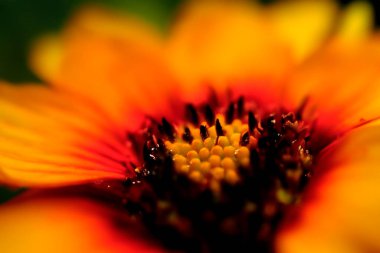 Makro fotoğrafçılık. Makro fotoğrafçılık yüksek büyütme. Çiçek ve küçük çiçeğin makro fotoğrafı.