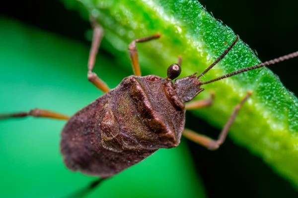 Makro fotoğrafçılık. Makro fotoğrafçılık yüksek büyütme. Böceklerin, küçük yaratıkların ve küçük çiçeklerin makro fotoğrafları.