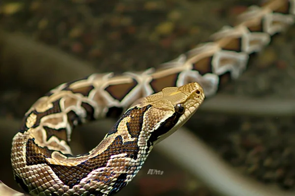 ヘビだ 蛇の輪だ ウォータースネーク ヘビだ 爬虫類だ レプティリアン 自然の中でヘビ ヘビの写真 世界ヘビの日 7月16日 — ストック写真