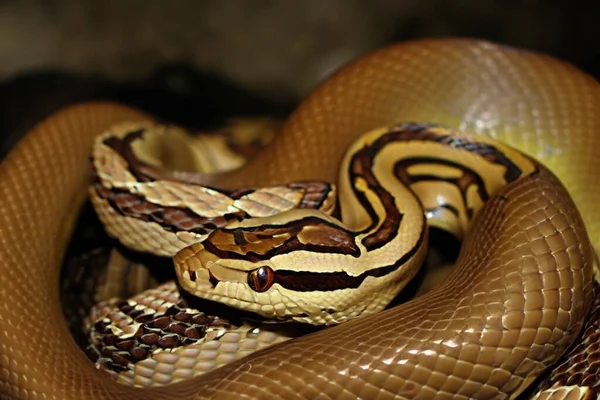 Serpiente Serpiente Anillada Serpiente Agua Serpiente Reptil Reptiliano Serpiente Naturaleza — Foto de Stock