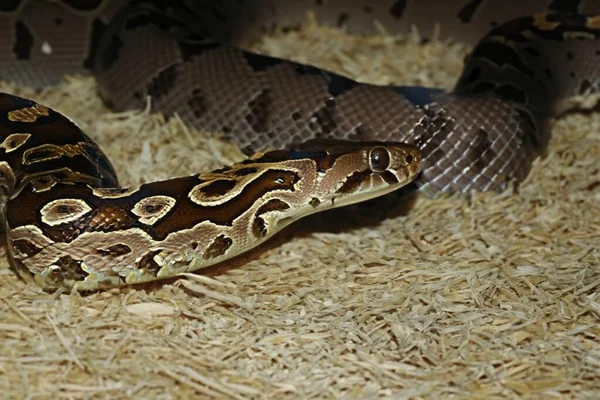 Serpente Uma Cobra Com Asas Serpente Água Serpente Réptil Reptiliano — Fotografia de Stock