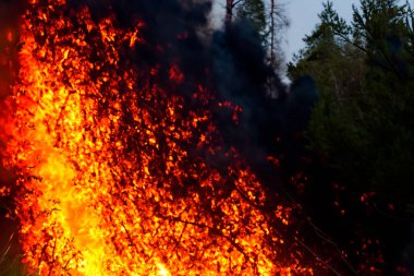Wildfire. Palisades. Forest fire. Forest. Forest fire in progress. Fire. Large flames. USA. Climate change. 2025. January. California. Los Angeles. Pacific Palisades. Malibu. Hollywood. Kenneth. Eaton