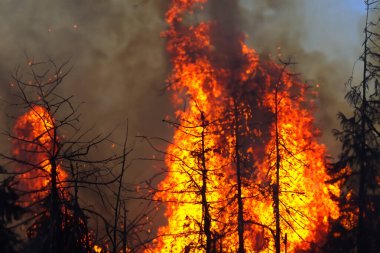 Wildfire. Palisades. Forest fire. Forest. Forest fire in progress. Fire. Large flames. USA. Climate change. 2025. January. California. Los Angeles. Pacific Palisades. Malibu. Hollywood. Kenneth. Eaton