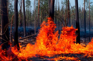 Forest fire on Canada. Canadian wildfires keep on burning. Forest fire in progress. Wildfire. Large flames of forest fire. Incendio forestal. Girona. Gerona. Portbou. Rhode. Spain. Texas. Europe.