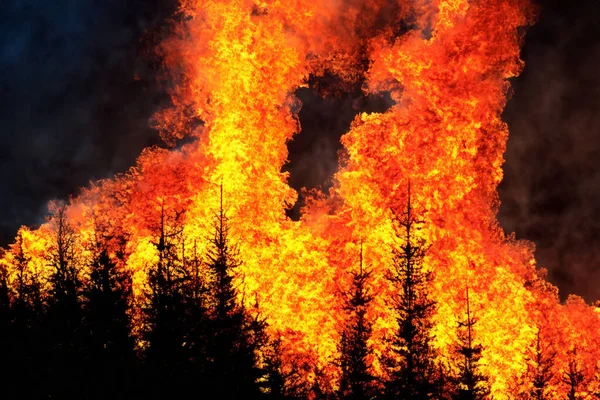 Wildfire Wildfire British Columbia Canada Forest Fire Forest Fire Progress — Fotografia de Stock