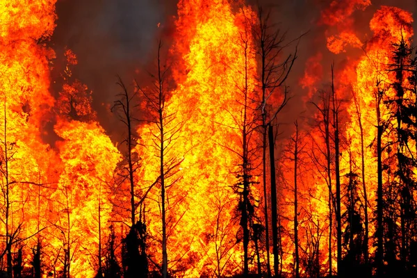 stock image Wildfire. Portugal. Wildfire in Portugal. 18 Septeber 2024. Forest fire. Forest fire in progress. Fire. Large flames. Aveiro. Oporto. Agueda. Sever do Vouga. Albergaria-a-Velha. Portugal.