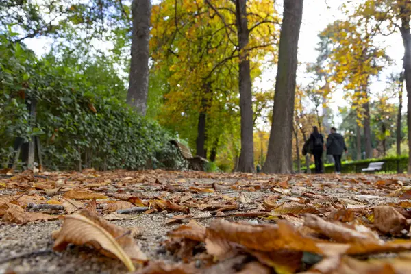 Sonbahar. Sonbahar manzarası. Sonbahar renkleri. Orman yolu. Turuncu renk ağacı, sonbahar parkında kırmızı kahverengi akçaağaç yaprakları. Güzel turuncu ve sarı yapraklar. Bulanık park. Sonbahar doğal arka planı. 2023.