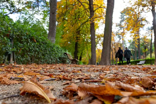 Sonbahar. Sonbahar manzarası. Sonbahar renkleri. Orman yolu. Turuncu renk ağacı, sonbahar parkında kırmızı kahverengi akçaağaç yaprakları. Güzel turuncu ve sarı yapraklar. Bulanık park. Sonbahar doğal arka planı. 2023.