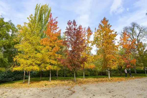 Autumn. Autumn landscape. Autumn colors. Forest route. Orange color tree, red brown maple leaves in autumn city park. Beautiful orange and yellow leaves. Blurry park. Autumn natural background. 2023.