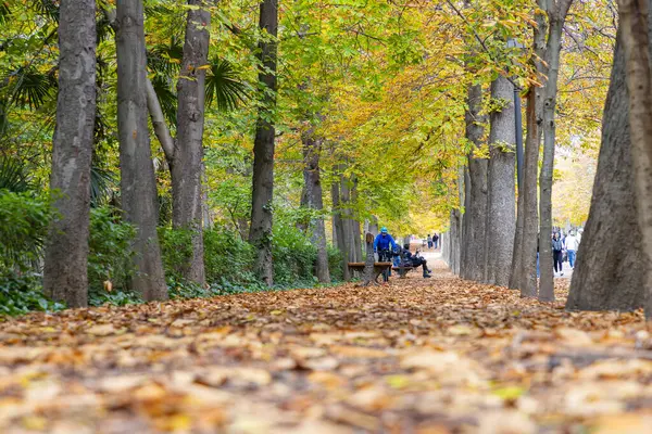 Sonbahar. Sonbahar manzarası. Sonbahar renkleri. Orman yolu. Turuncu renk ağacı, sonbahar parkında kırmızı kahverengi akçaağaç yaprakları. Güzel turuncu ve sarı yapraklar. Bulanık park. Sonbahar doğal arka planı. 2023.