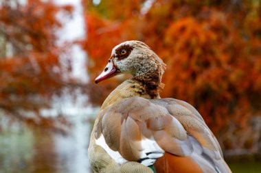 Nile Goose. Kuş. Mısır kazı ördek, kaz ve kuğu familyasından Anatidae familyasının bir üyesidir. Afrika 'ya özgü, Sahra' nın güneyinde ve Nil Vadisi 'nde. Sonbahar renkleri. Madrid 'deki El Retiro Parkı.