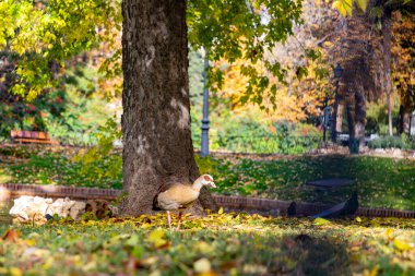 Nile Goose. Kuş. Mısır kazı ördek, kaz ve kuğu familyasından Anatidae familyasının bir üyesidir. Afrika 'ya özgü, Sahra' nın güneyinde ve Nil Vadisi 'nde. Sonbahar renkleri. Madrid 'deki El Retiro Parkı.