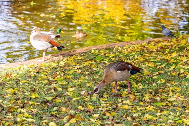 Nile Goose. Kuş. Mısır kazı ördek, kaz ve kuğu familyasından Anatidae familyasının bir üyesidir. Afrika 'ya özgü, Sahra' nın güneyinde ve Nil Vadisi 'nde. Sonbahar renkleri. Madrid 'deki El Retiro Parkı.